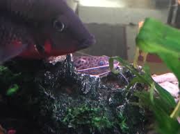 I talked to the people at the fish store and read online and everyone says that a pictus catfish and a cory catfish should be happy to live together but my pictus seems to want to attack the cory every chance it gets, the cory is just under 2 inches in. Help My Pictus Catfish Has One Of His Eyes Clouding Up I Don T Know If It S A Parameter Issue An Infection Or A Disease Please Help Aquariums