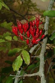 Image result for Schotia capitata