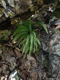 Image result for Asplenium trichomanes