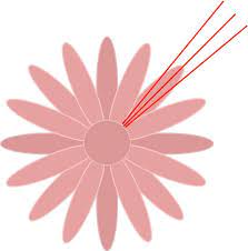 Tutorial Chrysanthemum Gum Paste Flowers Tutorials Sugar Flowers Tutorial Gum Paste Flowers