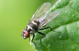 Anti Mouche Repulsif Naturel Et Remede Chasser Les Mouches Lutter Contre Les Mouches Repousser Les Mouches