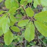 Image result for Vitex madiensis