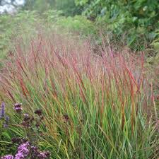 Image result for Panicum pusillum