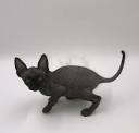 Sphynx Kittens for Sale - Adoptapet