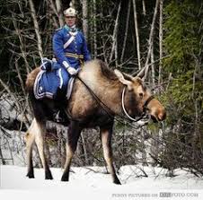 On the other hand, canada. Elodieunderglass I Feel Like People Need To Know The Great Moose