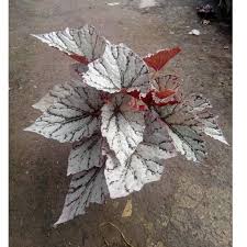 Rex begonias are not easy care plants and are mainly grown indoors, especially in the st. Tanaman Hias Begonia Rex Silver Lace Kode 8890 Shopee Indonesia