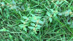 Image result for Trianthema salsoloides