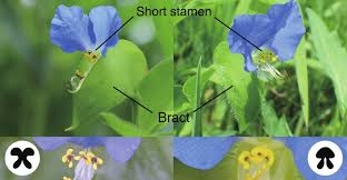 Image result for Commelina schweinfurthii