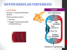 Ikan (fish) mempunyai sistem peredaran darah tunggal tertutup (single closed circulatory system). Sistem Sirkulasi Darah Ppt Download