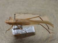 Image result for Ruspolia sp. no. 1 (Biegel 5407)