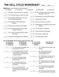 Collection Of Mitosis And Cell Division Worksheet Answers Cell Cycle Biology Worksheet Meiosis