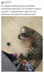 kakovo zhit s nezryachim kotom hozyain rasskazal ob osobennostyah svoego kota dlya kotorogo slep kot zhivotnye koshki