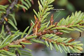 Image result for Viscaceae