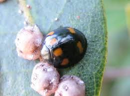 Image result for puklice švestková obrázek