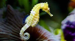 The males are pregnant for several weeks before giving birth to their brood. Tahukah Anda Kuda Laut Jantan Melahirkan Anak