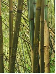 Image result for Oldeania alpina