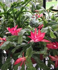 They do not require direct sun, but will a lot of times develop an attractive red/purple hue to this foliage if left in full sun. Christmas Cactus What To Do About White Fuzz On The Stems Hometalk