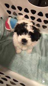 The maltipoo stands out as one of the leading and rising stars to become a pure breed in years to come. Maltipoo Puppies For Sale Saddle Brook Nj 328326