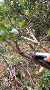 Image result for jabuticabeira em flor