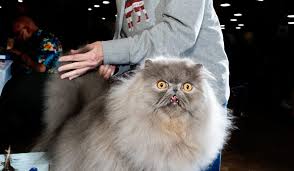 Cats, like people, like to shower those they love with gifts, although these gifts may be a dead mouse placed on your pillow instead of a bouquet of roses. Seven Iconic Looks From This Year S Saintly City Cat Show