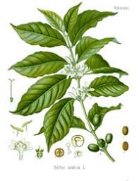 Coffee plant coffee print wall decor digital print botanical poster vintage coffee june 2021 this listing is for an instant download high resolution 300 dpi image in png frame is not included, print only image size: A Botanists Guide To Specialty Coffee Specialty Coffee Association