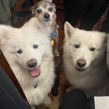 The Stoner's Samoyeds
