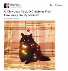 Chrissmiss Floofer Cat Memes Cute Animals Funny Animals