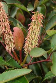 Image result for Cunoniaceae