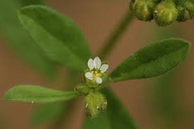 Image result for Limeum viscosum