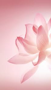 Nature Wallpaper Iphone Papier Peint A Fleurs Fond D Ecran Huawei Fond Ecran Nature