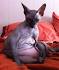 11 Not-So-Fluffy Facts About Sphynx Cats | Mental Floss