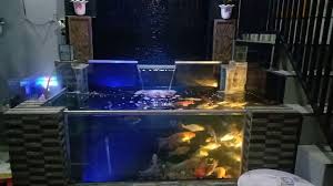 Kolam ikan koi yang akan saya angkat jadi topik pembicaraan kali ini sistemnya bukan digali, namun dibuat dari kaca. Kolam Ikan Koi Dalam Rumah Youtube