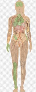 Jul 02, 2021 · complete ais is rarely discovered during childhood. Organ Female Body Shape Human Body Anatomy Woman Woman Effect Hand Png Pngegg