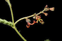 Image result for Tragia rupestris