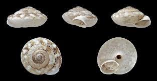 Image result for Actinanthella