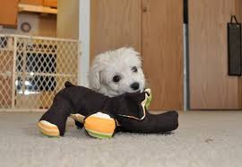 Find cockapoo breeders & puppies for sale in or around virginia beach. Cockapoo Puppies For Sale Norfolk Va 278915 Petzlover