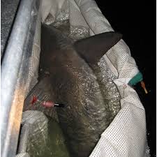 Brisbane river was once home to the brisbane river cod but the species became extinct by the 1950s due to overfishing and pollution. External Acoustic Tag And Restraint Of Bull Shark In Harness Download Scientific Diagram