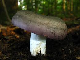 Image result for Russula variata