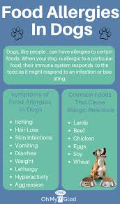Breaking it down, macro nutrient style. What Dog Owners Ought To Know About Dog Food Allergy Diet Dog Care Health Tips Dog Groo Dog Food Allergies Human Food For Dogs Foods Dogs Can Eat