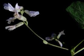 Image result for Amphicarpaea africana