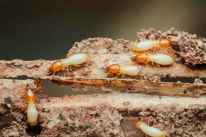 7 Practical Steps to Prevent Termite Infestations and Protect Your Home