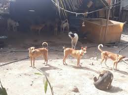 We are a no killing shelter for surrender and stray cats. Pening Fikir Kediaman Baharu 400 Anjing 180 Kucing