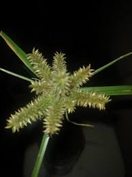 Image result for Cyperus alopecuroides