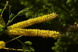 Image result for Entada chrysostachys