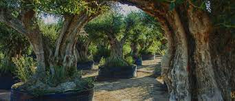 | star nursery by taylor white. 11 Amazing And Interesting Facts About Olive Trees