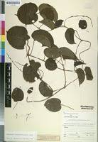 Image result for Dioscorea praehensilis