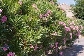 Oleander Poisoning In Cats