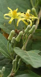 Image result for Grewia flavescens