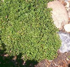 Covering the plants with an evergreen bough, after the ground has frozen, will protect them from. Oregano The Perfect Choice For The Anti Lawn Revolution