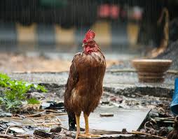 Setelah itu tutup rapat pakan fermentasi tadi sehingga. Cara Membuat Pakan Ayam Bernutrisi Tinggi Untuk Peternak Ukm